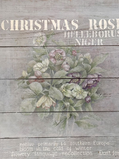 春色のクリスマスローズ